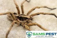 Sams Spider Control Brisbane image 4